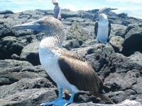 /album/ecuador-destination/piquero-de-patas-azules-jpg/